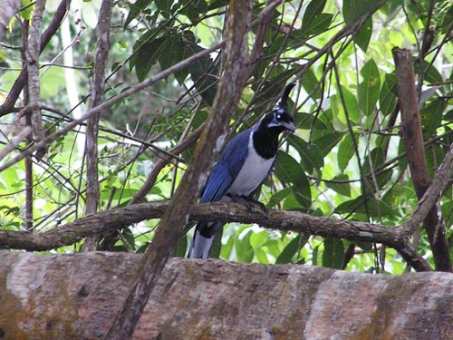 Magpie Jay